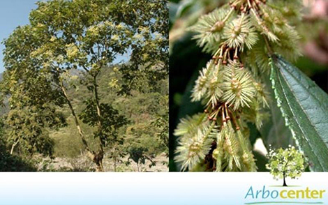 Sementes de Jangada Brava  (Heliocarpus americanus L.)