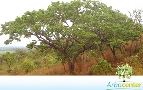 Sementes de Jatobá do Cerrado (Hymenaea stigonocarpa Mart. ex Hayne)