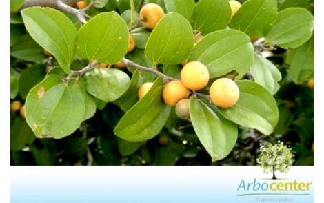Fruto com sementes joazeiro