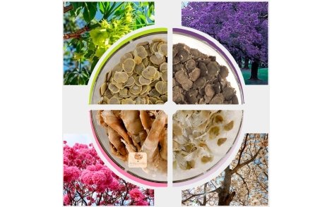 Kit Ornamental Oferta - 4 espécies Ipê Branco, Ipê roxo de bola, Ipê Verde e Jacarandá Mimoso - Envio imediato