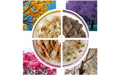 Kit Sementes de Ipê Amarelo Cascudo, Ipê Roxo de Bola, Ipê Branco e Jacarandá Mimoso
