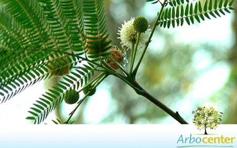 Sementes de Leucena  (Leucaena leucocephala)