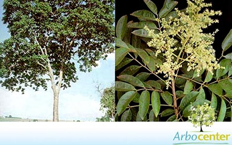 Sementes de Mamica de Porca  (Zanthoxylum riedelianum)