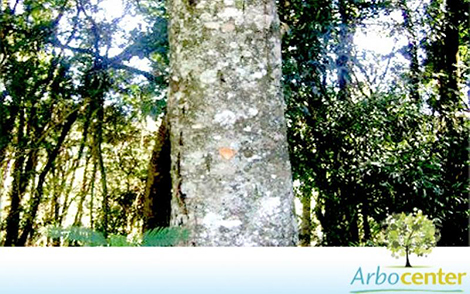 Sementes de Marmelo do Mato (Prunus sellowii Koehne)