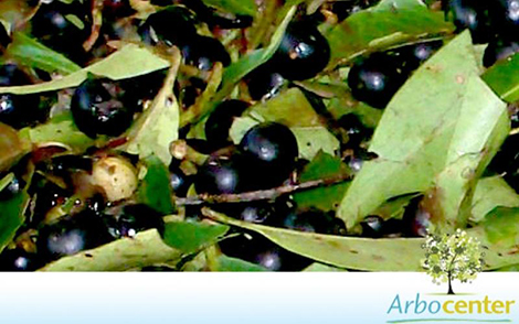 Sementes de Marmelo do Mato (Prunus sellowii Koehne)