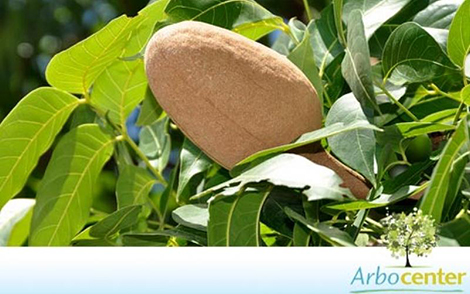 Sementes de Mógno Nacional (Swietenia macrophylla)