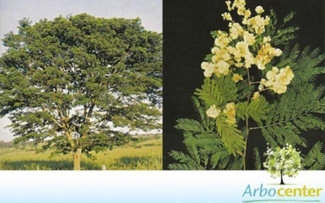Sementes de Monjoleiro (Acacia polyphylla)
