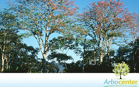 Sementes de Mulungu do Alto  (Erythrina poeppigiana)