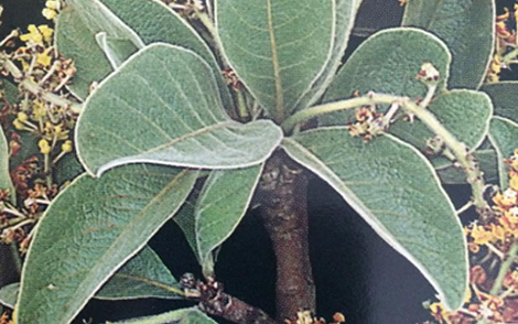 Sementes de Murici Pequeno (Byrsonima verbacifolia (L.) Rich)