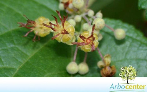 Sementes de Mutambo  (Guazuma ulmifolia)