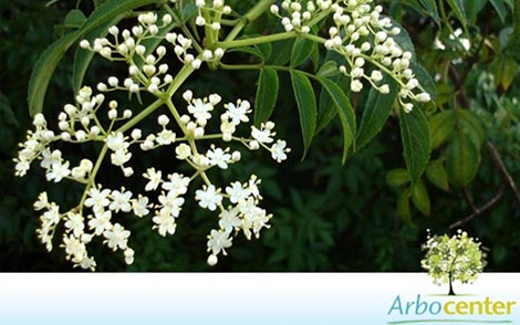 Sementes de Nim Indiano (Azadirachta indica)