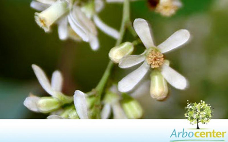 Sementes de Nim Indiano (Azadirachta indica)