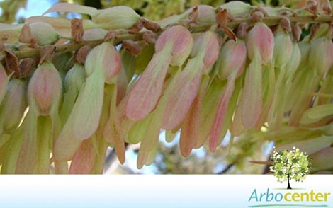 Sementes de Novateiro   (Triplaris gardneriana)
