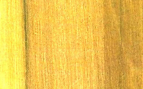 Sementes de Osso de Burro (Helietta apiculata)