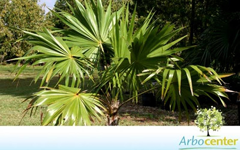Sementes de Palmeira Leque Prateada  (Thrinax radiata)