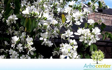 Sementes de Pata de Vaca de Flor Branca (Bauhinia variegata var. candida Roxb)