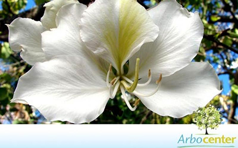 Sementes de Pata de Vaca de Flor Branca (Bauhinia variegata var. candida Roxb)