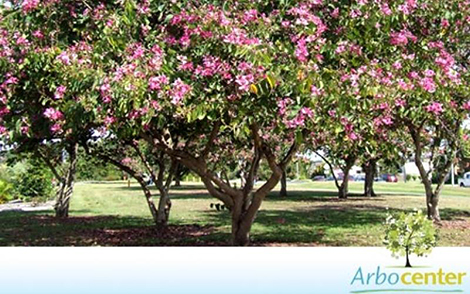 Sementes de Pata de Vaca de Flor Roxa  (Bauhinia purpurea L.)
