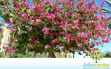 Sementes de Pata de Vaca de Flor Roxa  (Bauhinia purpurea L.)