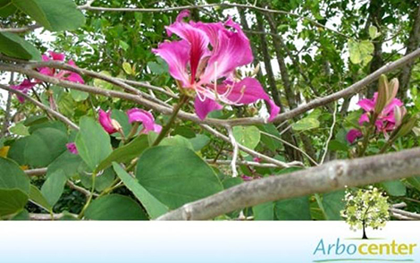 Sementes de Pata de Vaca de Flor Roxa  (Bauhinia purpurea L.)