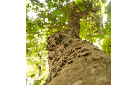 Arvore de Pau Brasil