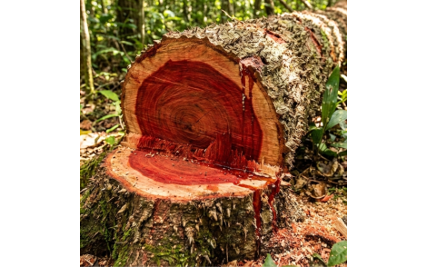 Madeira cortada de Pau Brasil