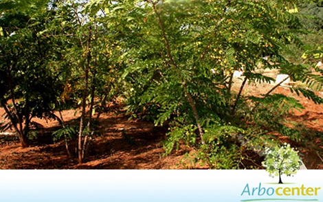 Sementes de  Pau Brasil da Índia  (Caesalpinia sappan)