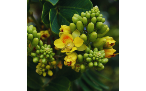 Florada de Pau Jucá