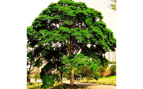 Pau Jucá utilizado na Arborização urbana