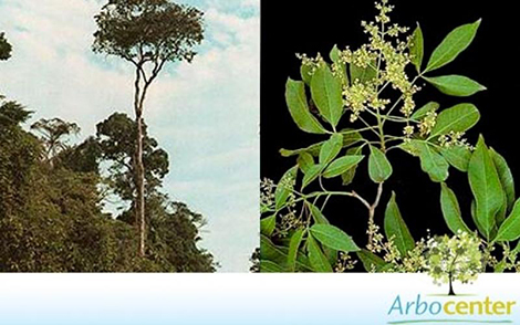 Sementes de Pau Marfim (Balfourodendron riedelianum)