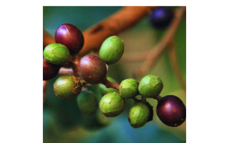 Frutos de Pau Pombo