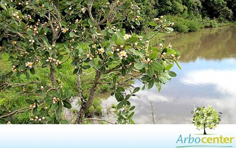 Sementes de Pau Santo (Kielmeyera coriacea)
