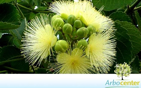 Sementes de Pequi  (Caryocar brasiliense (Camb.))