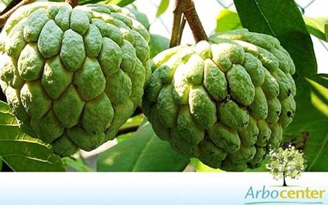 Sementes de Pinha  (Annona squamosa L.)