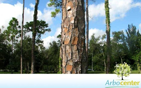Sementes de Pinus Elliot  (Pinus elliottii Englem var. elliotti)