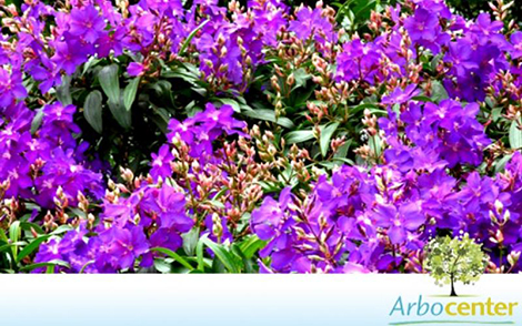 Sementes de Quaresmeira Roxa (Tibouchina granulosa)