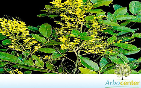 Sementes de Sapuva (Machaerium stipitatum)