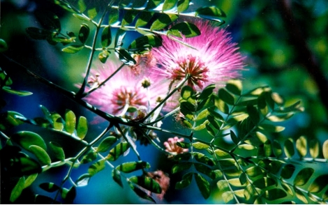 Flores da Abobreira.