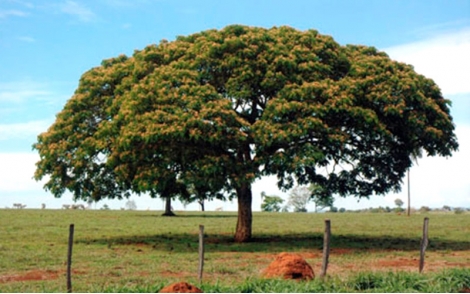 Arvore de Abobreira na paisagem natural.