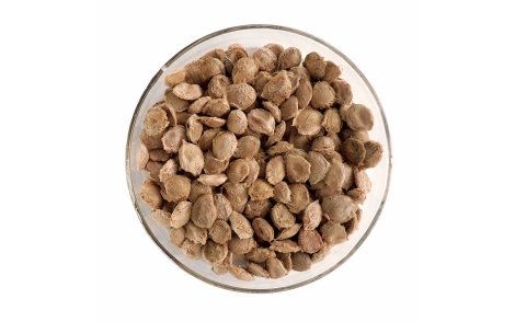 Sementes de Abricó de Macaco