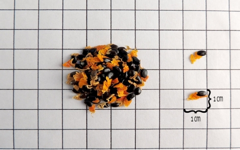 Sementes de Acácia Mangium em papel quadriculado 1cm x 1cm