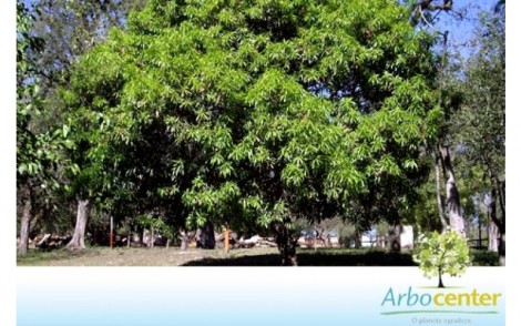 Sementes de Aguaí do Cerrado (Chrysophyllum gonocarpum (Mart. e Eichler) Engl.)