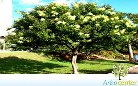Sementes de Alfeneiro da China (Ligustrum lucidum W.T. Aiton)