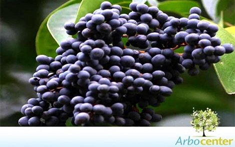 Sementes de Alfeneiro da China (Ligustrum lucidum W.T. Aiton)