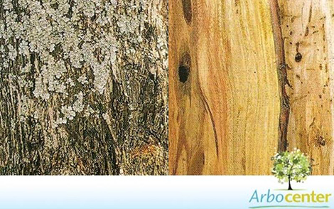 Sementes de Amarelinho (Terminalia brasiliensis (Cambess. ex A.St.-Hil.) Eichler )