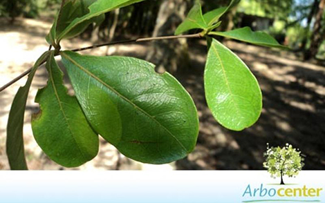 Sementes de Amarelinho (Terminalia brasiliensis (Cambess. ex A.St.-Hil.) Eichler )