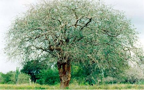 Árvore de Amburana