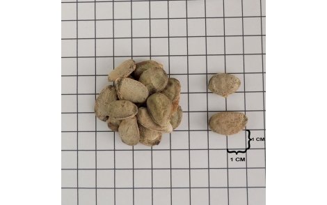 Sementes de amburana em papel quadriculado 1cm