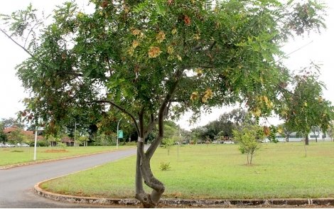 Árvore de Amendoim Bravo utilizada no paisagismo urbano 