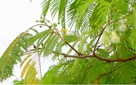 Folhas do Angico Branco